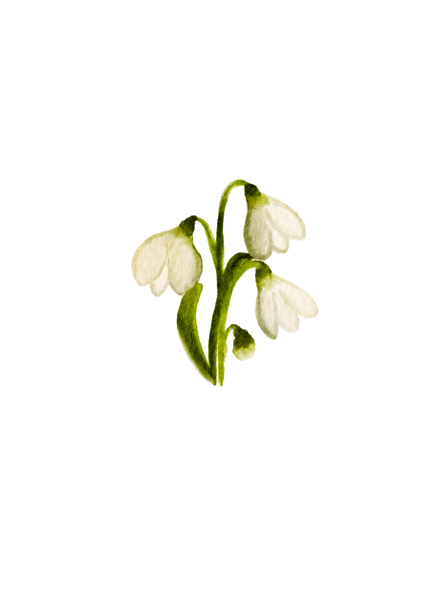 Original hand-drawn snowdrop illustration