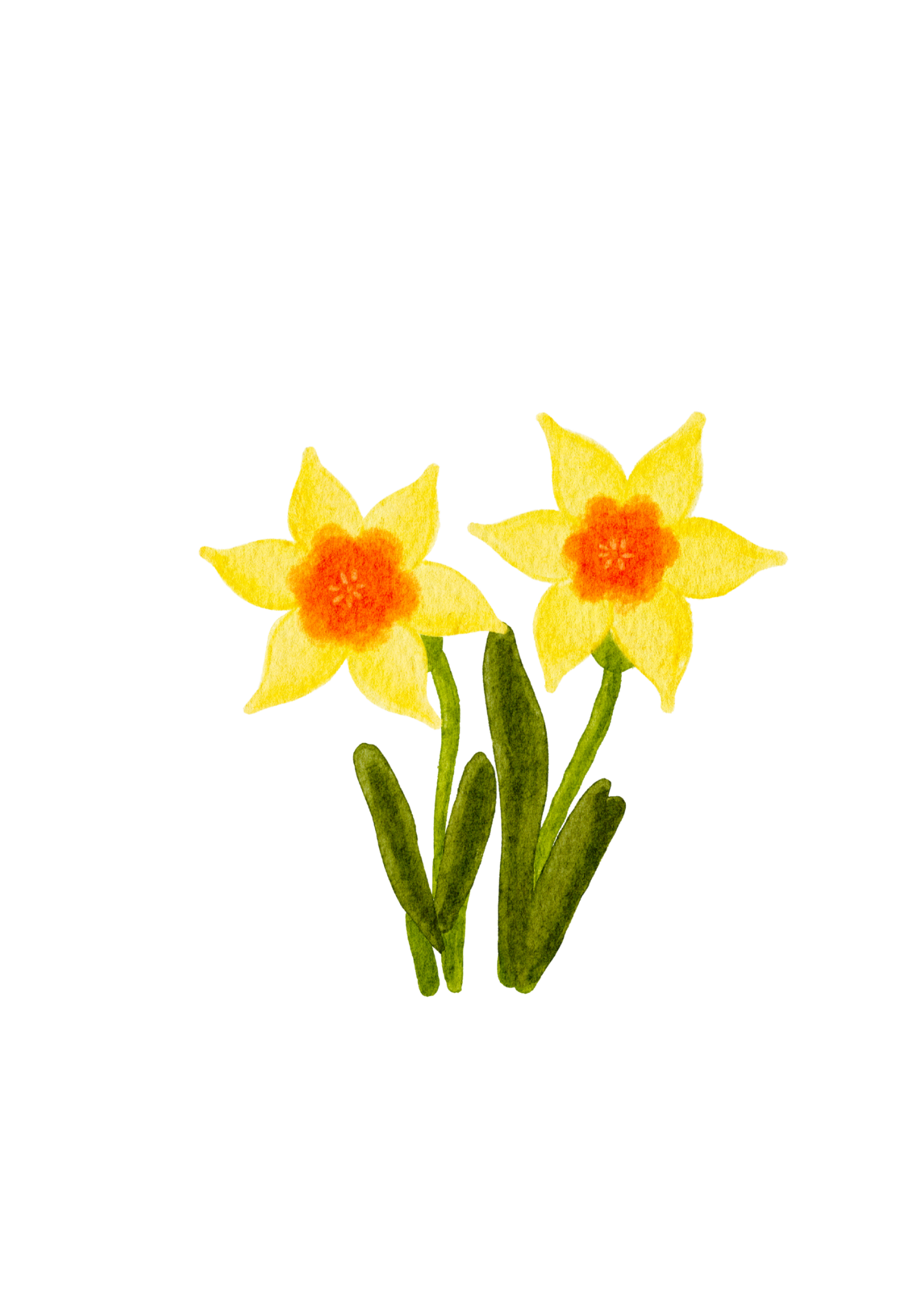 Original hand-drawn daffodil illustration