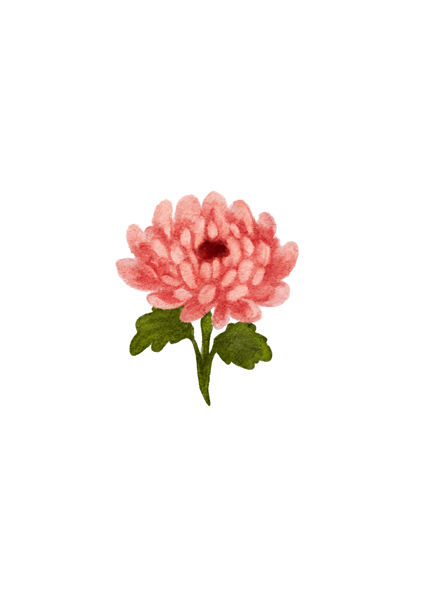 Original hand-drawn chrysanthemum illustration