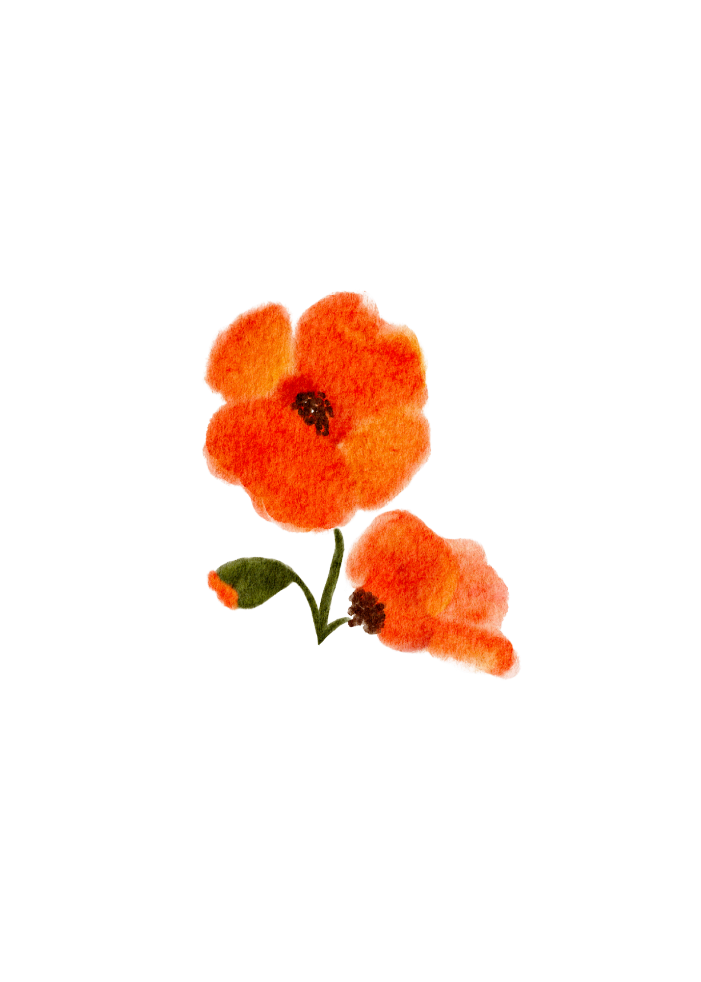 Original hand-drawn orange poppy illustration